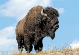 Buffalo Amerika